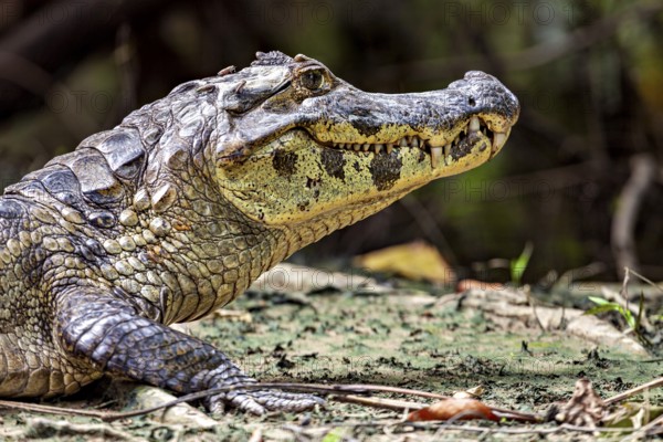 Side view of a crocodile on the ground, the head in profile, The black caiman (Melanosuchus niger), also known as the black caiman, in the pampas swamps of Bolivia