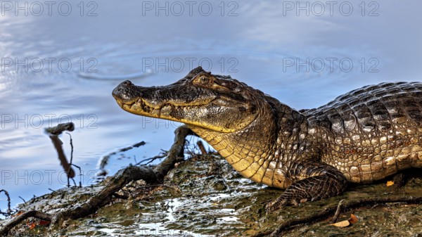 A crocodile rests on the bank of a blue water body, The black caiman (Melanosuchus niger), also known as the black caiman, in the pampas swamps of Bolivia
