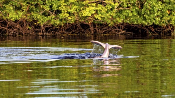 A dolphin tail dives into the calm river water against a lush green backdrop, The Bolivian river dolphin (Inia boliviensis) in the pampas swamps of Bolivia