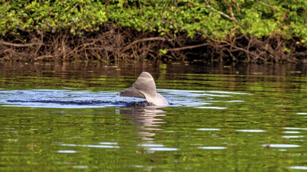 A dolphin shows its dorsal fin in a calm river surrounded by green vegetation, The Bolivian river dolphin (Inia boliviensis) in the pampas swamps of Bolivia