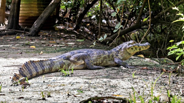 A crocodile lies on the ground surrounded by vegetation, The black caiman (Melanosuchus niger), also known as the black caiman, in the pampas swamps of Bolivia