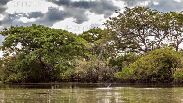 A calm river with overgrown banks and dramatic skies, The Bolivian river dolphin (Inia boliviensis) in the pampas swamps of Bolivia