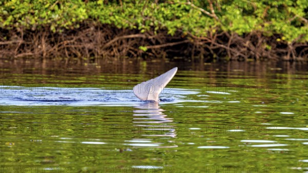 A dolphin's tail fin protrudes from the calm river in front of dense green vegetation, The Bolivian river dolphin (Inia boliviensis) in the pampas swamps of Bolivia