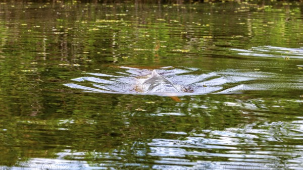 Calm water surface with green reflections of the surroundings, The Bolivian river dolphin (Inia boliviensis) in the pampas swamps of Bolivia