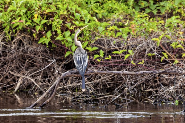 Bird on a branch on the bank, surrounded by vines and green vegetation, The American Darter (Anhinga anhinga) in the pampas swamps of Bolivia