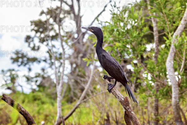 A cormorant sits on a branch in a green forest, The Humboldt Cormorant (Nannopterum brasilianum) in the pampas swamps of Bolivia