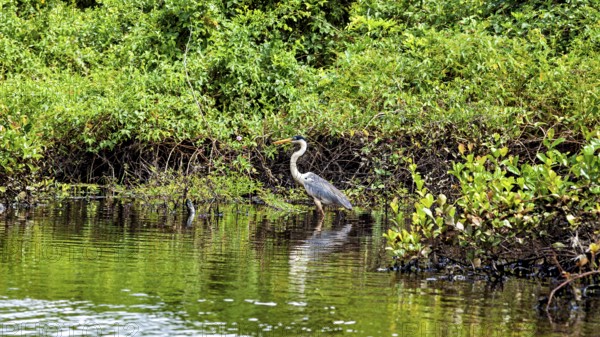 A heron stands on the bank of a body of water, surrounded by green vegetation, The Cocoi Heron (Ardea cocoi) in the Pampas swamps of Bolivia