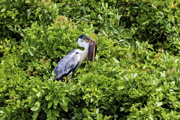 A heron sits quietly amidst dense green foliage, surrounded by the tranquillity of nature, The Cocoi Heron (Ardea cocoi) in the pampas swamps of Bolivia