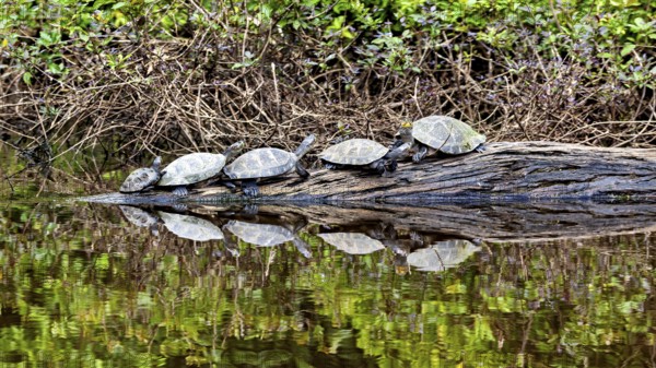 A group of turtles on a tree trunk in the water with reflection and dense vegetation, The Terekay rail turtle (Podocnemis unifilis) in the pampas swamps of Bolivia