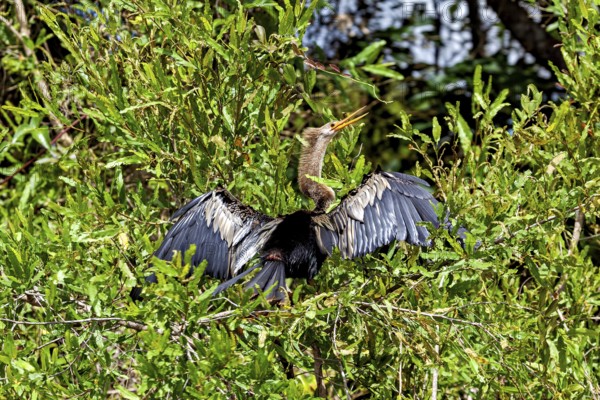 A bird spreads its wings between the green bushes, the American Darter (Anhinga anhinga) in the pampas swamps of Bolivia