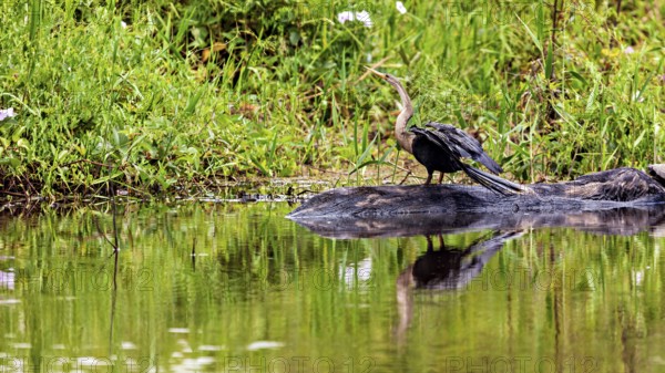 A bird on the bank of a body of water, its reflection in the calm water, The American Darter (Anhinga anhinga) in the pampas swamps of Bolivia