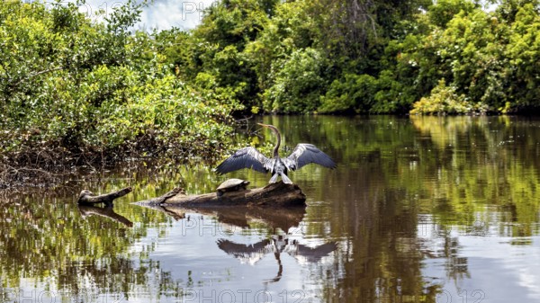 A bird with outstretched wings in the water, surrounded by natural green tones and reflections, The American Darter (Anhinga anhinga) in the pampas swamps of Bolivia