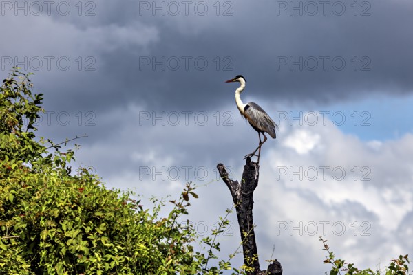 A heron perched majestically on a tree stump against a dramatic sky with clouds, The Cocoi Heron (Ardea cocoi) in the pampas swamps of Bolivia