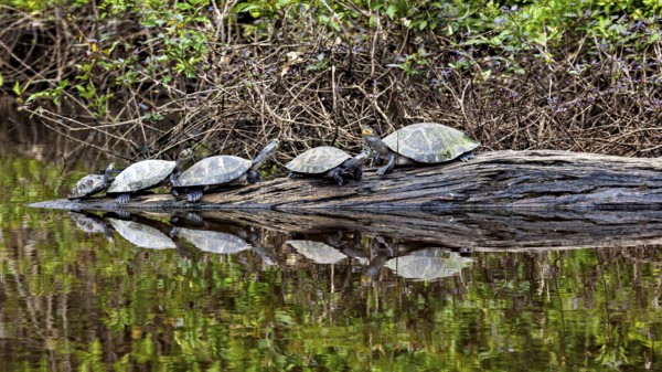 Several turtles lying on a tree trunk above the water, reflected in the water, The Terekay rail turtle (Podocnemis unifilis) in the pampas swamps of Bolivia