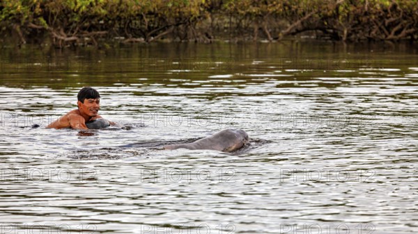 A smiling human swims next to a dolphin in a river, The Bolivian river dolphin (Inia boliviensis) in the pampas swamps of Bolivia