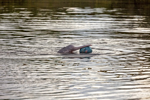 A dolphin in a river playing with a ball on the surface of the water, The Bolivian river dolphin (Inia boliviensis) in the pampas swamps of Bolivia