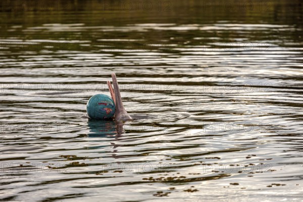 A dolphin balances a ball on the tip of its nose on the river, The Bolivian river dolphin (Inia boliviensis) in the pampas swamps of Bolivia
