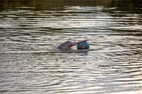 A dolphin plays with a ball on the calm surface of a river, The Bolivian river dolphin (Inia boliviensis) in the pampas swamps of Bolivia
