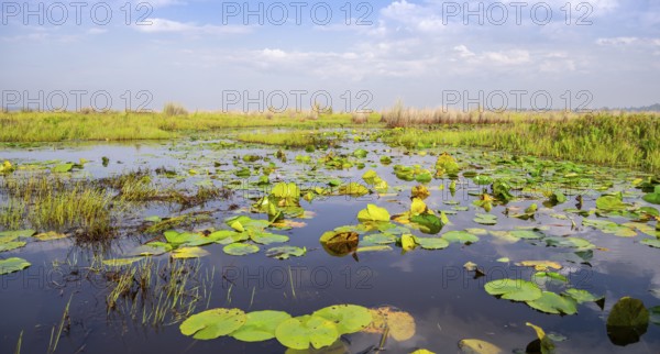 Water lilies (Nymphaeaceae), landscape at Mabamba Swamp, Lake Victoria, Uganda