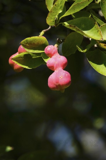 Fruits of the magnolia, September, Germany