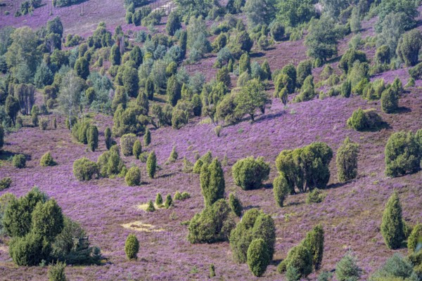 Purple flowering heath, broom heather and juniper bushes, in Totengrund, Wilsede, Lüneburg Heath nature reserve, Lower Saxony, Germany