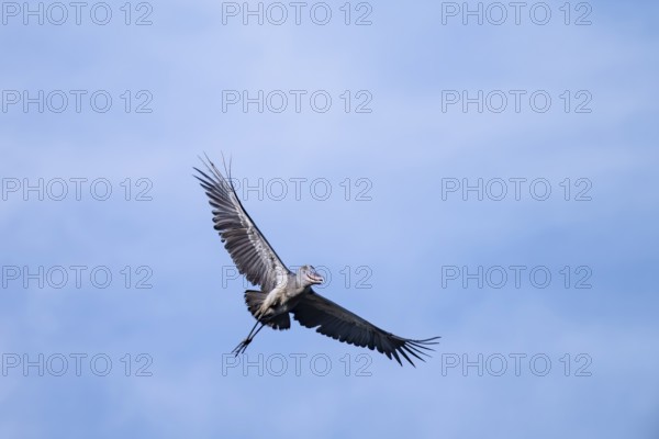 Shoebill (Balaeniceps rex) in flight, bird in the sky, Mabamba, Lake Victoria, Uganda