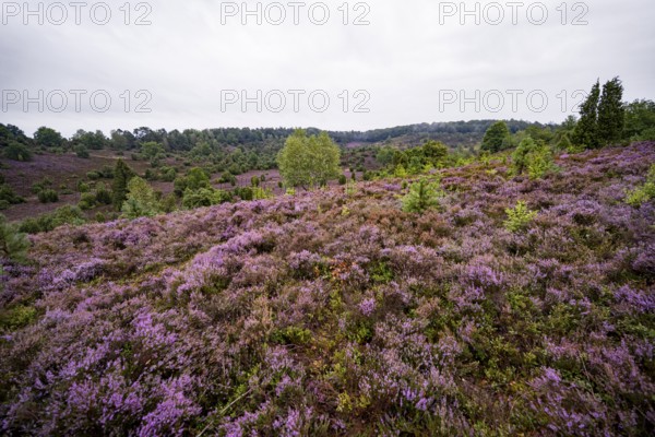 Purple flowering heath, broom heather and juniper bushes, Lüneburg Heath nature reserve, Lower Saxony, Germany