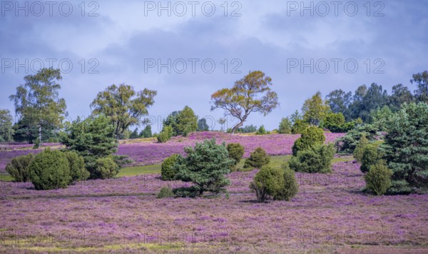Purple flowering heath, heather and juniper bushes, Lüneburg Heath nature reserve, Lower Saxony, Germany