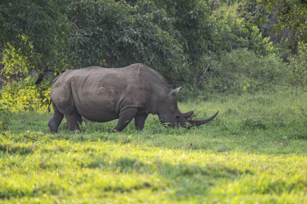 Southern white rhinoceros (Ceratotherium simum simum), Ziwa Rhino Sanctuary, Uganda