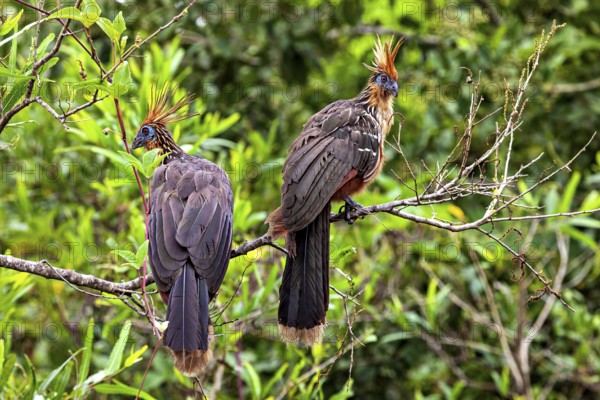 Two birds with feathered caps resting on branches in green surroundings, the hoatzin (Opisthocomus hoazin), also known as crested partridge, gypsy partridge or stinkbird in the pampas swamps of Bolivia