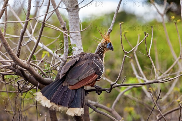 A bird with a magnificent feathered cap sits on a bare branch, the hoatzin (Opisthocomus hoazin), also known as crested partridge, gypsy partridge or stinkbird in the pampas swamps of Bolivia