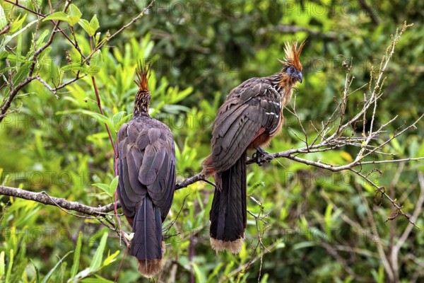 Two birds with conspicuous feather caps sitting together on branches, the hoatzin (Opisthocomus hoazin), also known as crested partridge, gypsy partridge or stinkbird in the pampas swamps of Bolivia