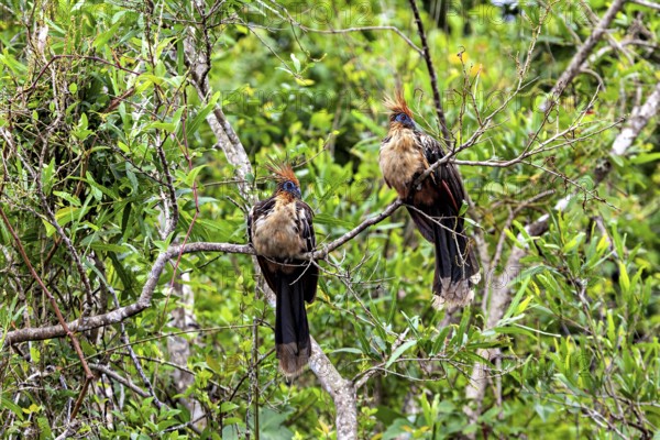 Two birds with feathered caps sitting on branched branches in green surroundings, the hoatzin (Opisthocomus hoazin), also known as crested partridge, gypsy partridge or stinkbird in the pampas swamps of Bolivia