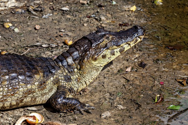 A crocodile lies on its side on the earthy surface, surrounded by natural surroundings, The black caiman (Melanosuchus niger), also known as the black caiman, in the pampas swamps of Bolivia