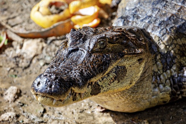 Close-up of a crocodile face on the ground, The black caiman (Melanosuchus niger), also known as the black caiman, in the pampas swamps of Bolivia