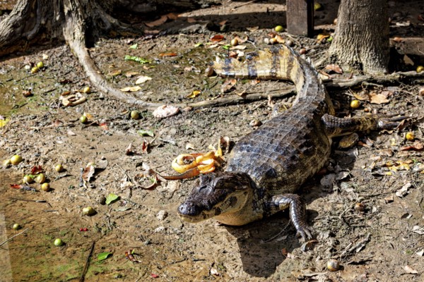 A crocodile lies on an earthy surface with foliage in the sunlight and shade, The black caiman (Melanosuchus niger), also known as the black caiman, in the pampas swamps of Bolivia