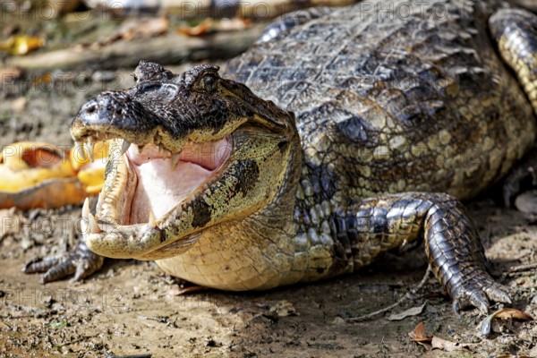 A crocodile lies on the ground with its mouth open and shows its teeth, The black caiman (Melanosuchus niger), also known as the black caiman, in the pampas swamps of Bolivia