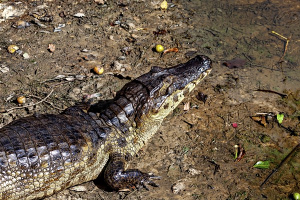 A crocodile lies on the earthy surface and looks upwards in nature, The black caiman (Melanosuchus niger), also known as the black caiman, in the pampas swamps of Bolivia