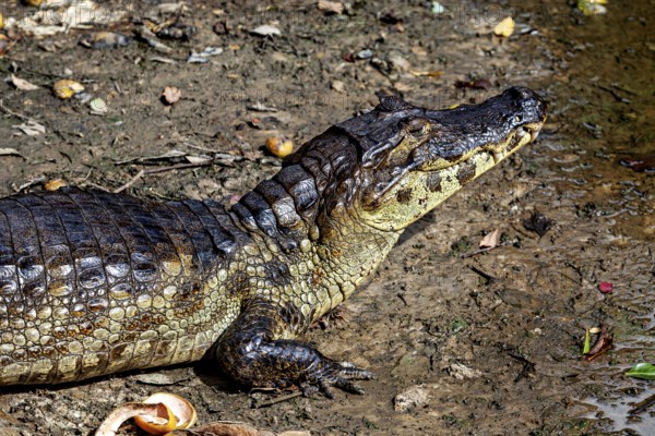 A crocodile lies on its side on the ground and looks upwards, The black caiman (Melanosuchus niger), also known as the black caiman, in the pampas swamps of Bolivia