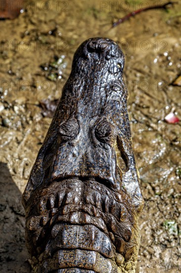 Frontal view of a crocodile on earth with focussed head, The black caiman (Melanosuchus niger), also known as the black caiman in the pampas swamps of Bolivia