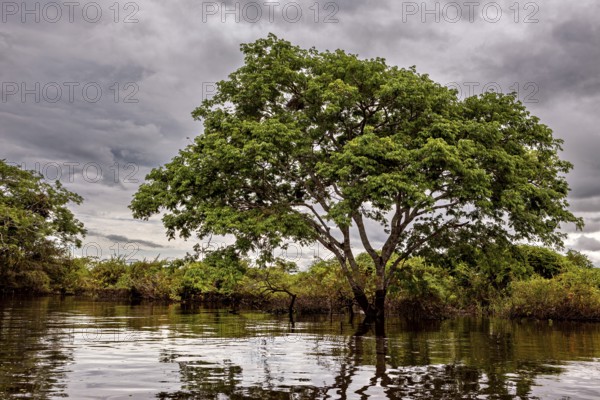 A large tree stands in the water under a cloudy sky in a tranquil landscape, The pampas swamps in the Amazon basin of Bolivia