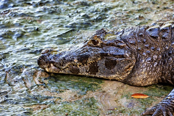 A crocodile lies with its head on the ground, detailed skin texture visible, The black caiman (Melanosuchus niger), also known as the black caiman, in the pampas swamps of Bolivia