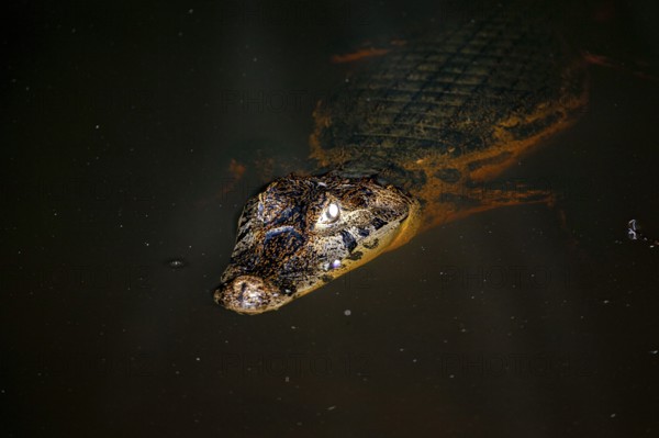 Close-up of a crocodile in the water with visible head and eye, The black caiman (Melanosuchus niger), also known as the black caiman, in the pampas swamps of Bolivia