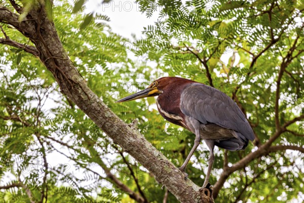 A bird rests on a branch surrounded by dense green foliage in the jungle, The Marbled Heron (Tigrisoma lineatum) in the pampas swamps of Bolivia