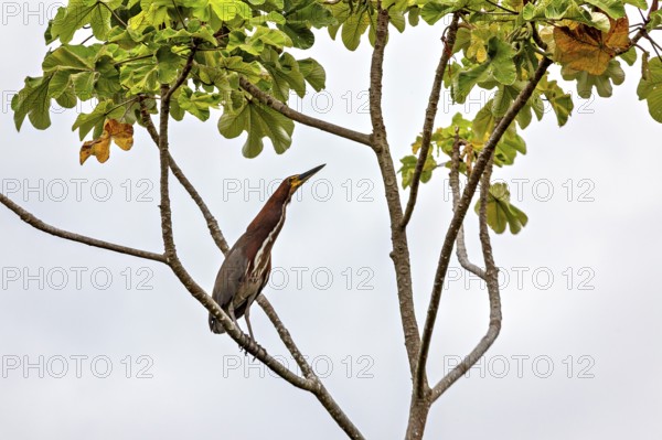 A bird sits attentively on a branch under a cloudy sky, The Marbled Heron (Tigrisoma lineatum) in the pampas swamps of Bolivia
