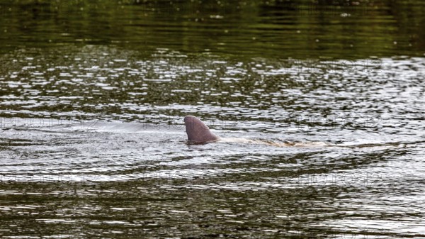 A dolphin's dorsal fin cuts through the surface of a river, The Bolivian river dolphin (Inia boliviensis) in the pampas swamps of Bolivia