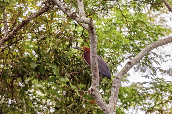 A bird sits on a branch amid lush green leaves in the jungle, the marbled heron (Tigrisoma lineatum) in the pampas swamps of Bolivia