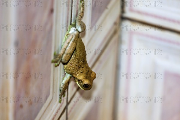 A frog hangs on a wooden wall, its skin shows green and brown tones, Bokermannohyla frog from the jungle in Bolivia (Bokermannohyla ibitiguara)