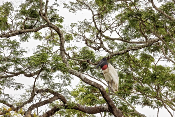 A stork sits on a tree with green leaves, the atmosphere is calm and natural, The Jabiru (Jabiru mycteria) in the pampas swamps of Bolivia
