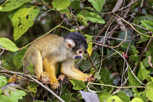 A small monkey examines something on a branch in the tropical jungle, surrounded by leaves, The Black-capped squirrel monkey (Saimiri boliviensis) in the pampas swamps of Bolivia